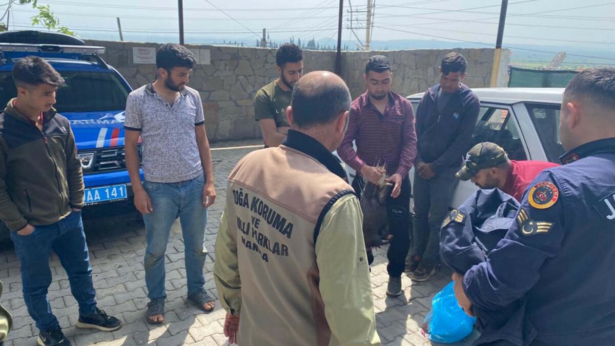Manisa’da pitbull cinsi köpekle oklu kirpi avlayan 6 kişiye 138 bin TL ceza