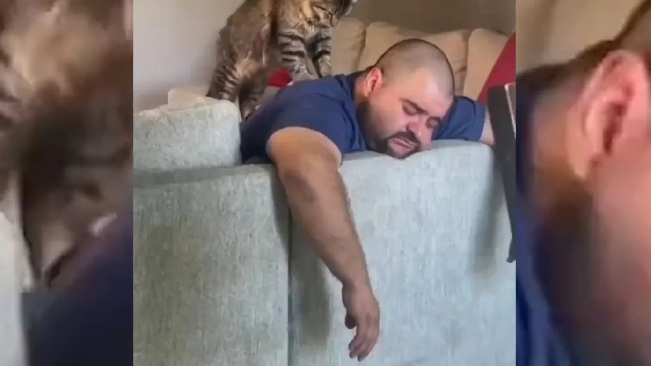 Masaj yapan kedi gülümsetti