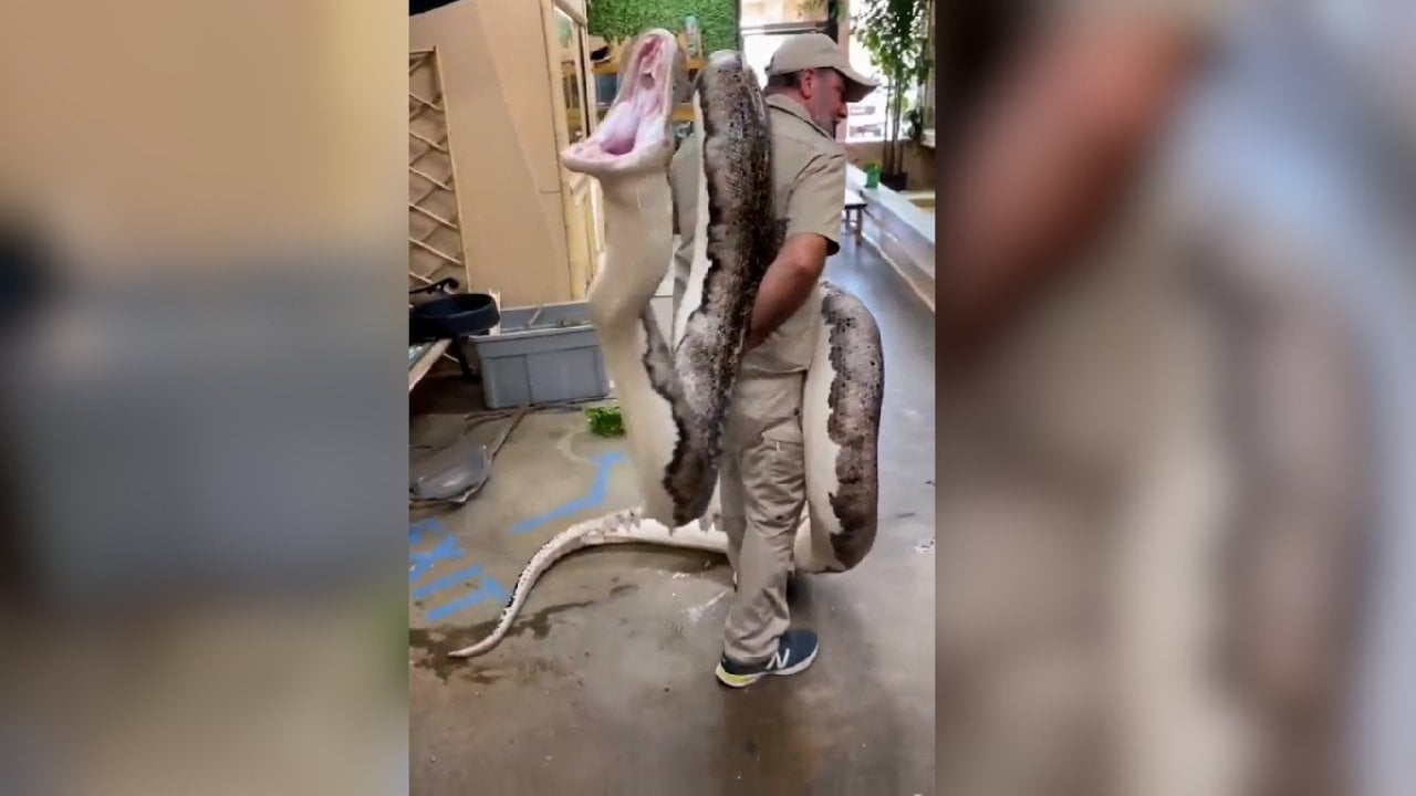 Metrelerce uzunluktaki dev yılanı böyle omzuna aldı