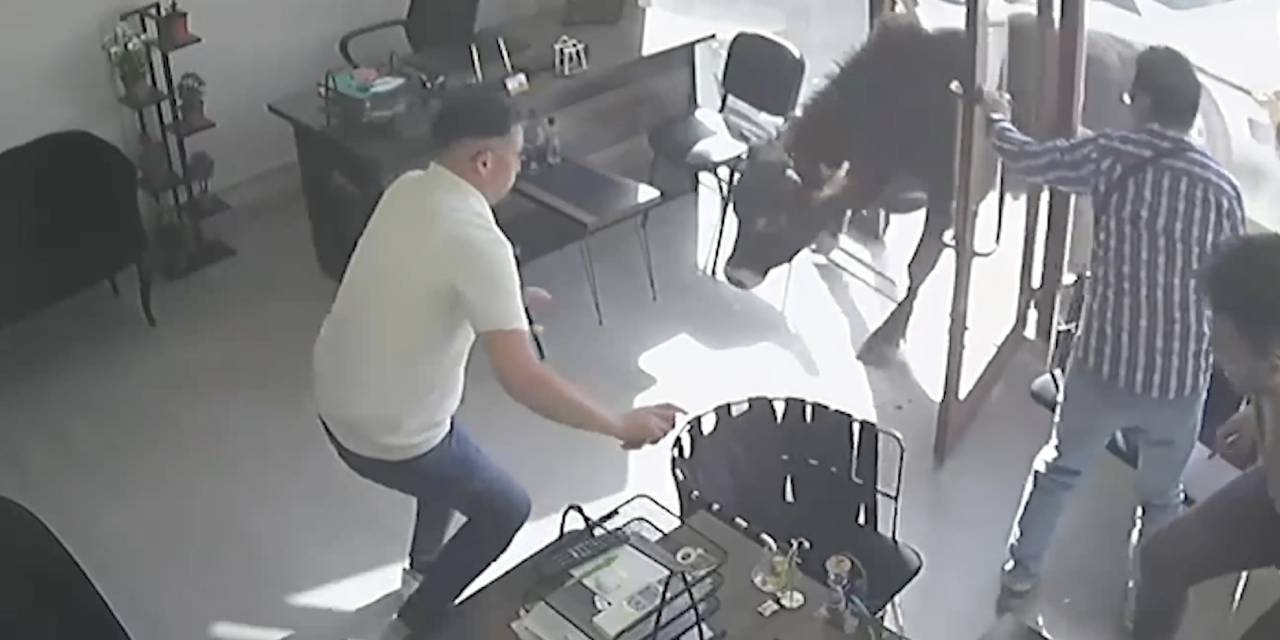 Mezbahadan kaçan dana, emlakçıya daldı! Şaşkına döndüler