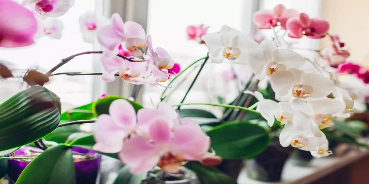 Orkidelerin aylarca çiçek açmasını sağlayacak basit yöntemler! İşte doğru orkide bakımı…
