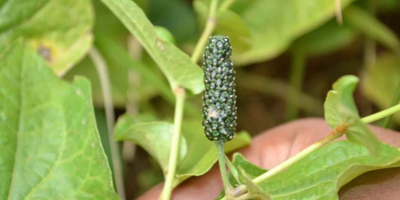 Osmanlı döneminde sofralardan eksik olmazmış! Enfeksiyonu yok ediyor. İşte o baharat…