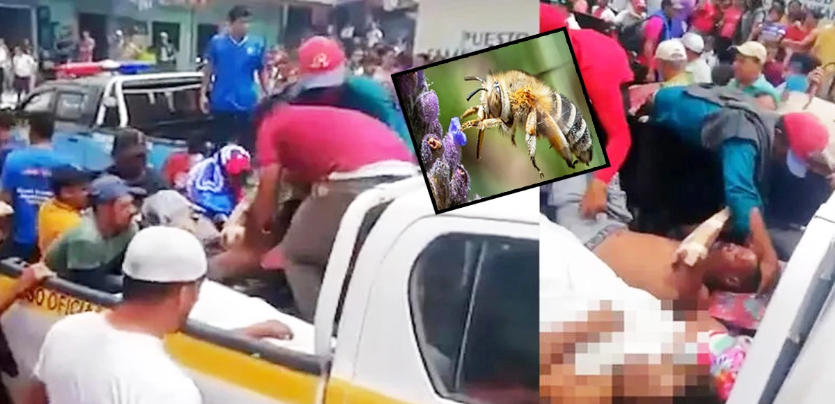 Otobüs ‘katil arı’ kovanlarının arasına daldı,ı: Binlerce arı  yolcuları sokarak 6 can aldı, korkunç görüntüler…