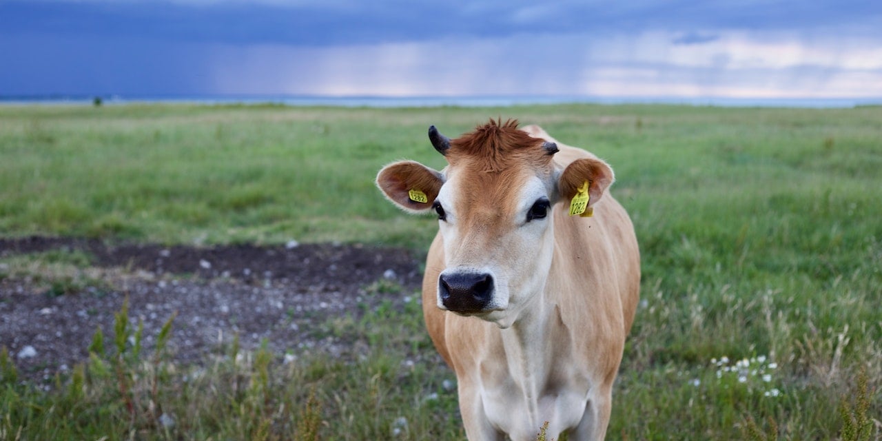 Rüyada Kurbanlık Görmek Ne Demek? Çiğ Kurban Eti Görmek Anlamı Nedir?