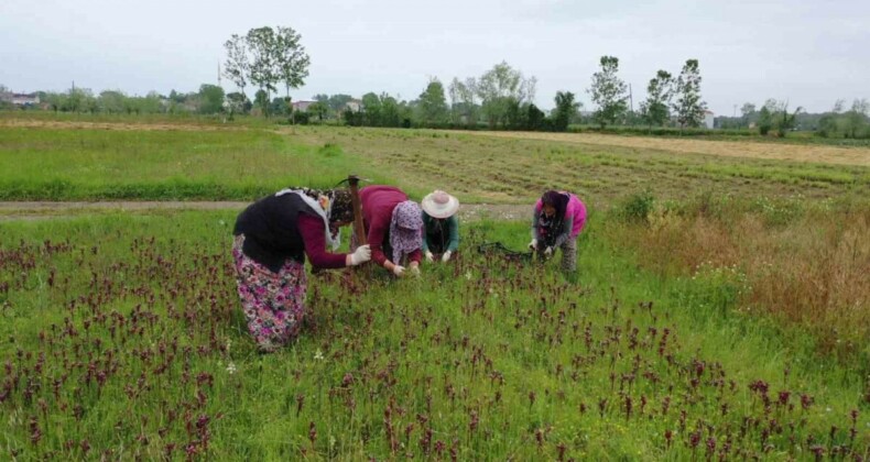 Samsun’da salep hasadına başlandı: Kilosu 2 bin liradan satılıyor