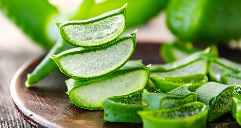 Tarih kitaplarında adı geçiyor… Aloe veranın faydaları neler? Saça ve yüze nasıl kullanılır? Aloe vera jeli nedir?