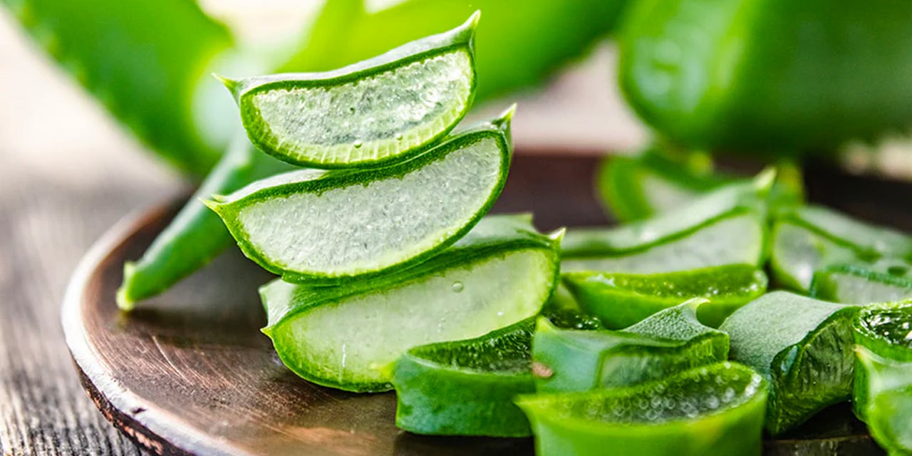 Tarih kitaplarında adı geçiyor… Aloe veranın faydaları neler? Saça ve yüze nasıl kullanılır? Aloe vera jeli nedir?
