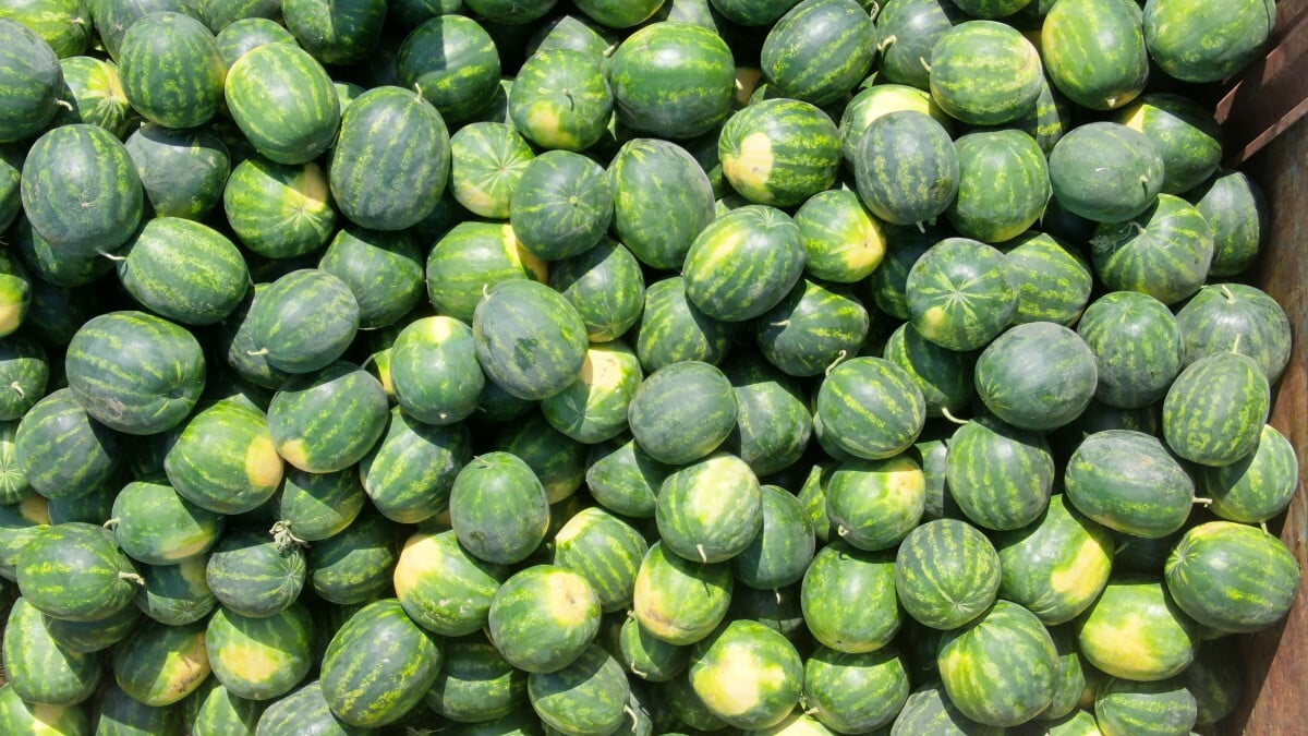 Tescilli Adana karpuzunda hasat başladı: Kilosu 6 liradan satılıyor