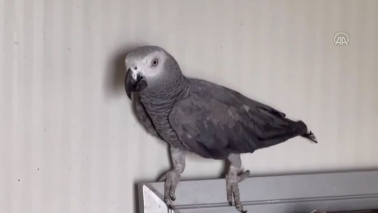 Ticareti yasak 5 papağan koruma altına alındı