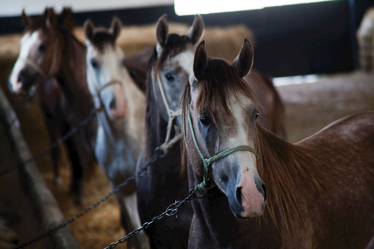 TİGEM 68 adet safkan Arap koşu tayını satacak