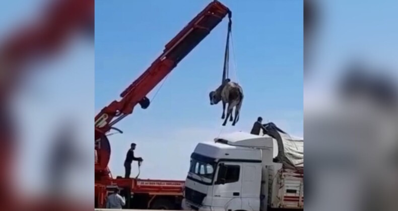 TIR’ın dorsesinden otoyola atladı, bakın dorseye nasıl geri konuldu