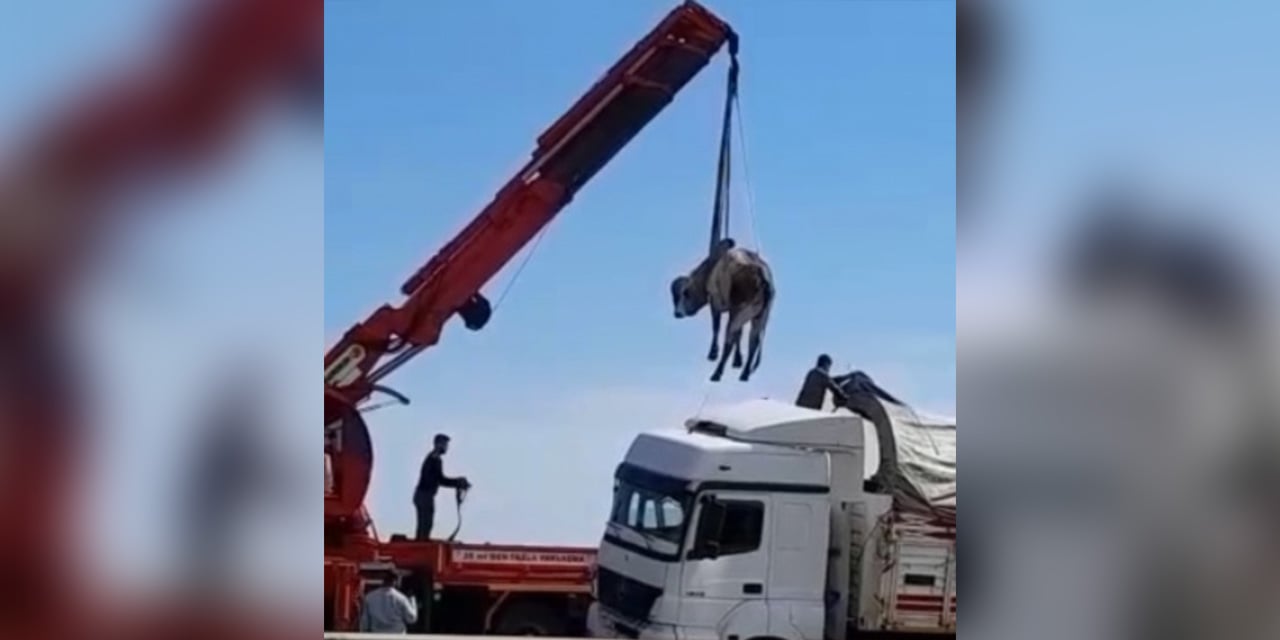 TIR’ın dorsesinden otoyola atladı, bakın dorseye nasıl geri konuldu