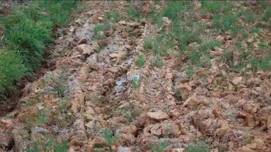 Üstün zekalılar 10 saniyede çözebiliyor. Ağaç kovuğunda gizlenen kediyi gördün mü?