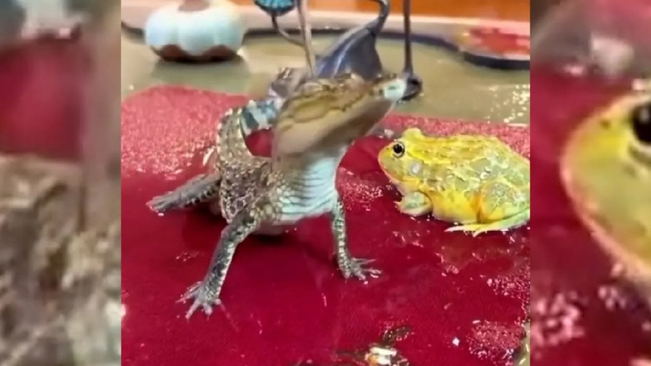 Üzerine su döküldükçe adeta ‘kendinden geçen’ minik timsah viral oldu