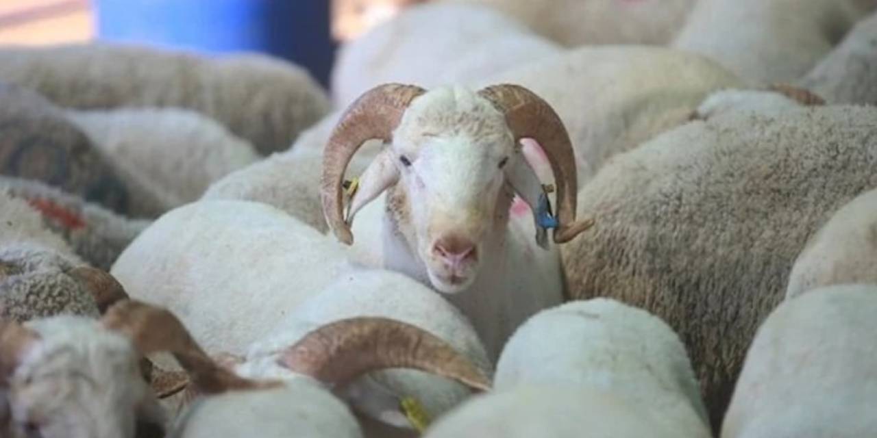 Verdik Yetkiyi Gördük Etkiyi: Kurban Kesim Fiyatları Açıklandı