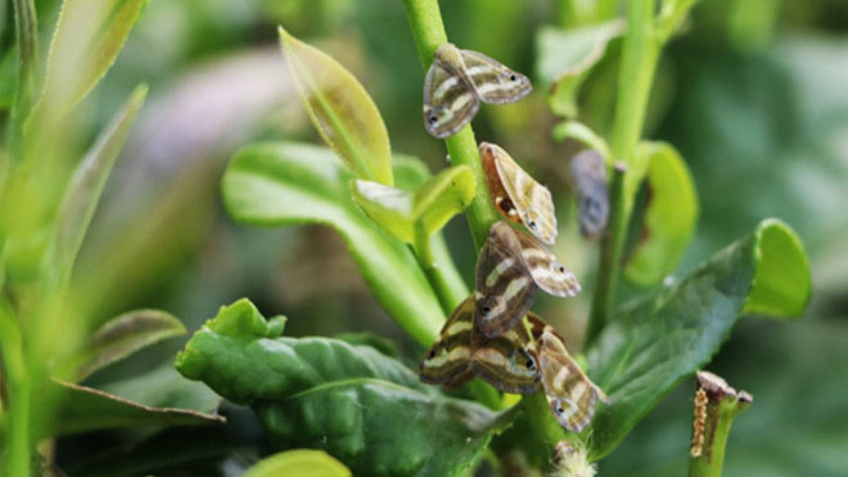 Yeni Bir Kelebek Cinsine Yüzüklerin Efendisi’nin Kötüsü Sauron’un İsmi Verildi