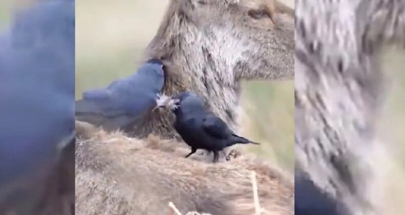 Yuva yapmak için geyikten faydalanan kuşlar viral oldu