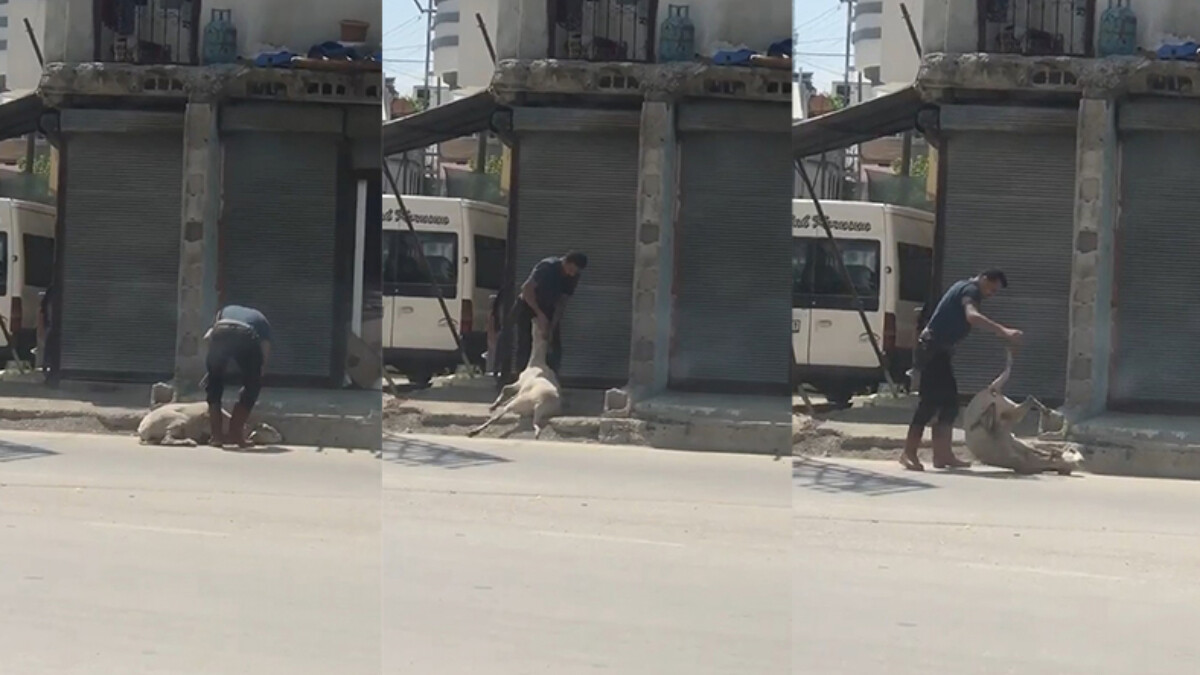Adana’da bir kişinin darbettiği koyun bayıldı