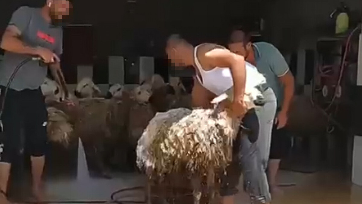 Adana’da kurbanlık hayvanları oto yıkama dükkanında yıkadılar