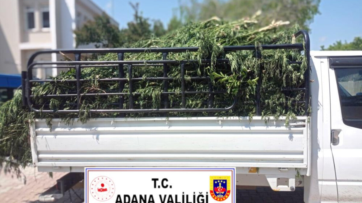 Adana’da narenciye bahçesini kenevir tarlasına çevirdi