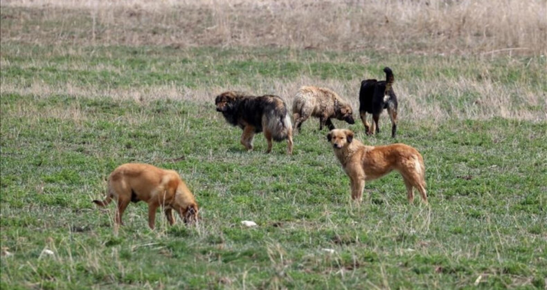 Ankaralılar başıboş köpek sorununun çözülmesini istiyor