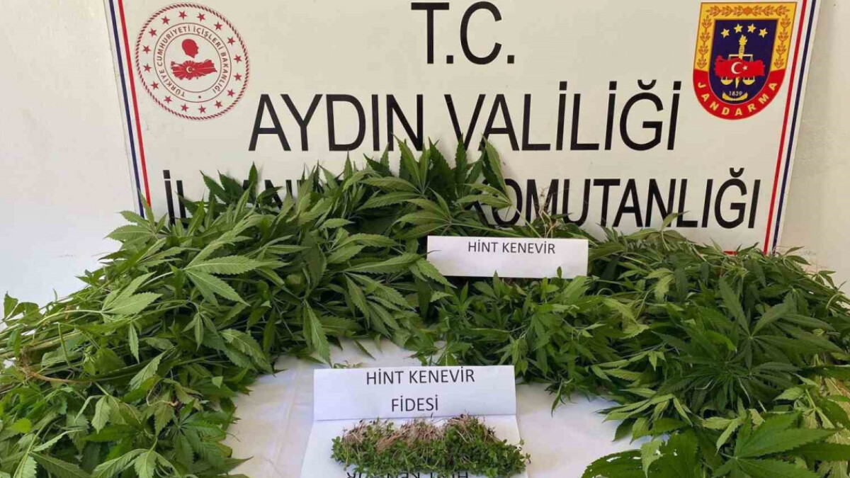 Aydın’da uyuşturucu operasyonu! Hint keneviri fidesi yakalandı