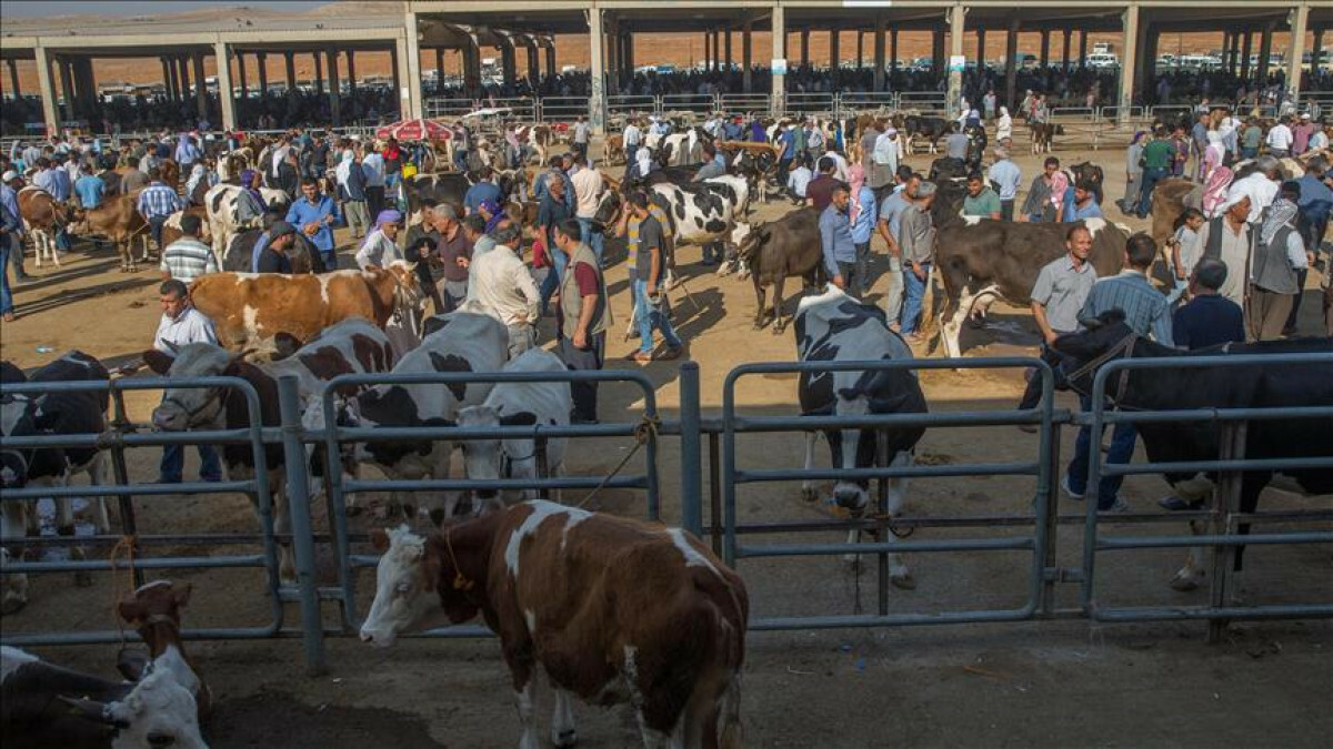 Bartın’da şap hastalığı nedeniyle hayvan pazarları kapatıldı