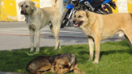 Başıboş sokak köpeği sorunu şimdi de Ordu’da ortaya çıktı