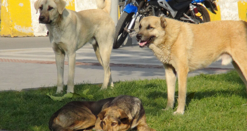 Başıboş sokak köpeği sorunu şimdi de Ordu’da ortaya çıktı