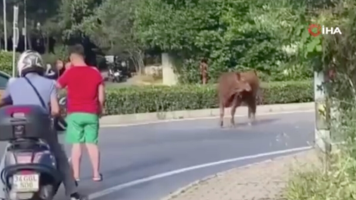 Beykoz’da kaçan kurbanlık trafikte zor anlar yaşattı
