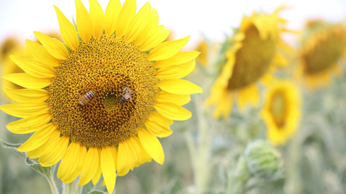 Çukurova’da yağışlar ayçiçeği üreticisine ilaç gibi geldi