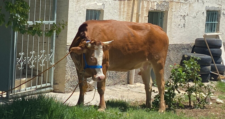 Elazığ’da ilk kurbanlık firarı yaşandı! Sahibinin kemikleri kırıldı