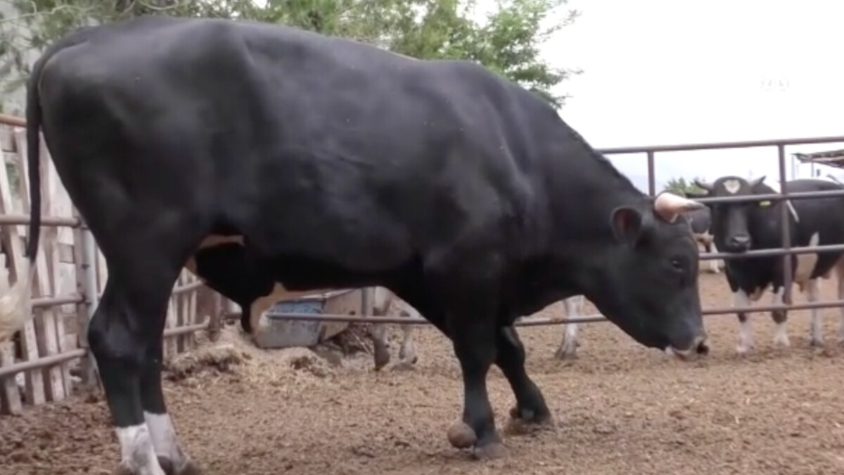 Erzincan’da 1,3 tonluk kurbanlık boğa ‘Toro’ alıcısını bekliyor