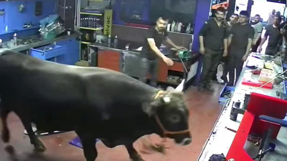 Erzurum’da kaçan boğa tamirhaneye daldı