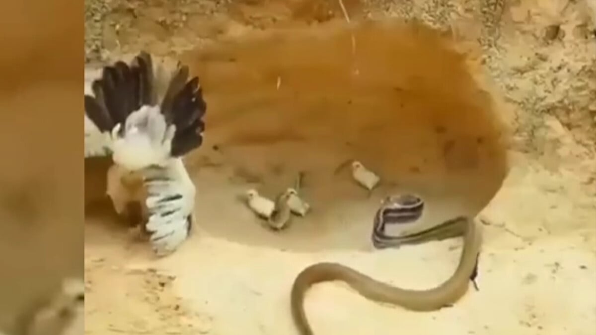 Horoz kaçtı, anne yavrularını yılana kaptırmadı! O anlar anbean kaydedildi