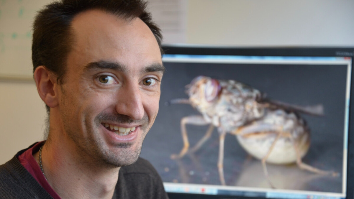 Isıran sinekler mavi rengi seviyor çünkü yiyecek sanıyorlar