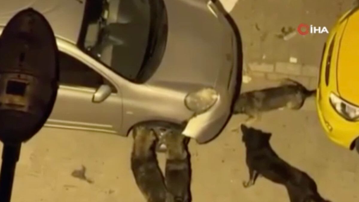 İstanbul’da sokak köpekleri bir aracın kaportasını parçaladı