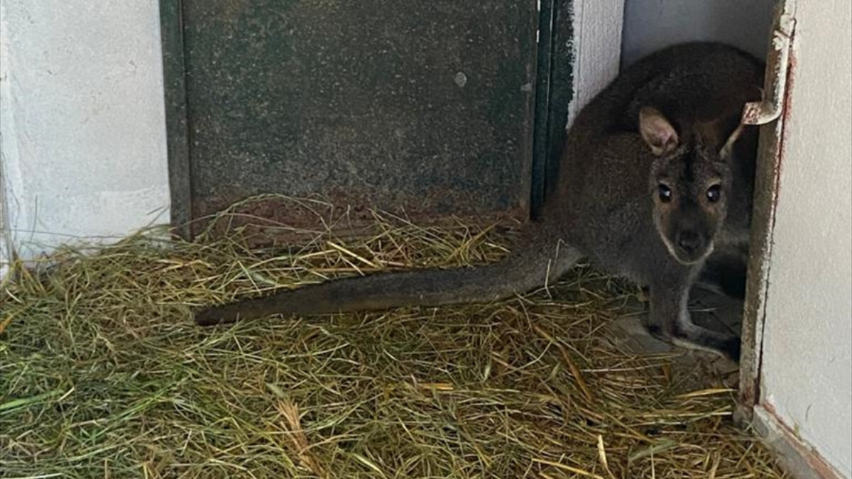 İstanbul’da yasa dışı hayvan ticareti yapanlara büyük ceza