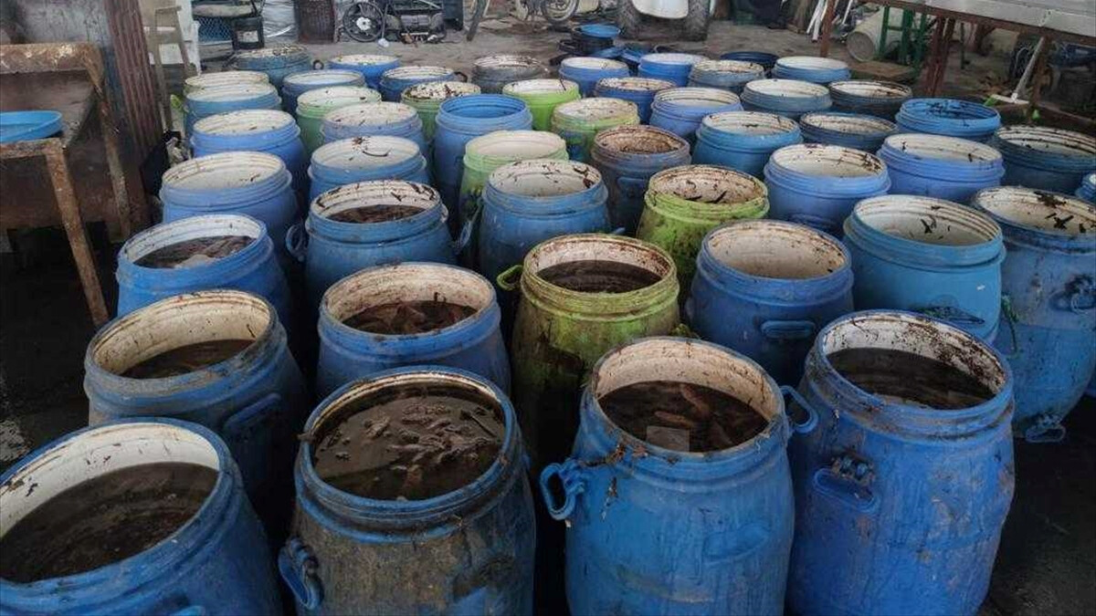 İzmir’de kaçak avlanan 900 kilogram deniz patlıcanı denize bırakıldı