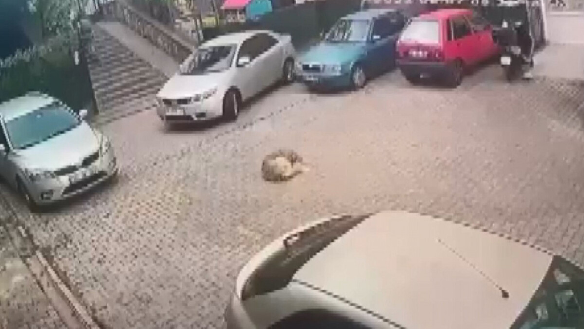 Kartal’da otoparktan çıkan sürücü otomobiliyle köpeği ezdi