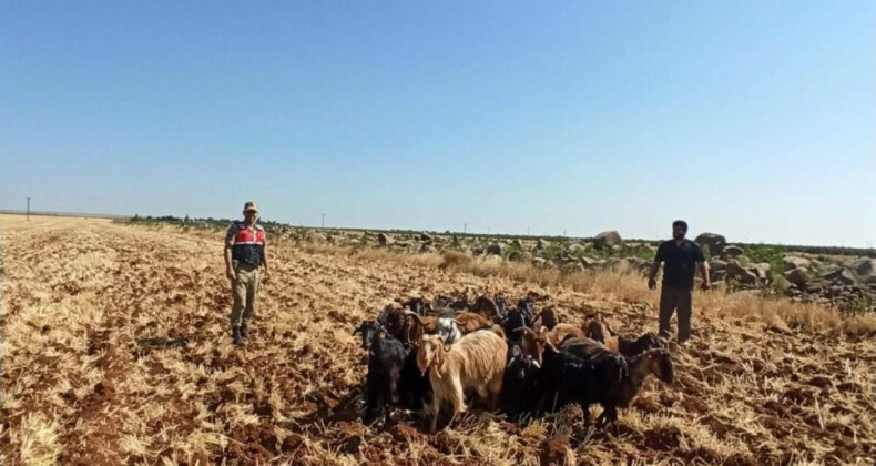 Kilis’te kaybolan 15 küçükbaş hayvanı Jandarma buldu