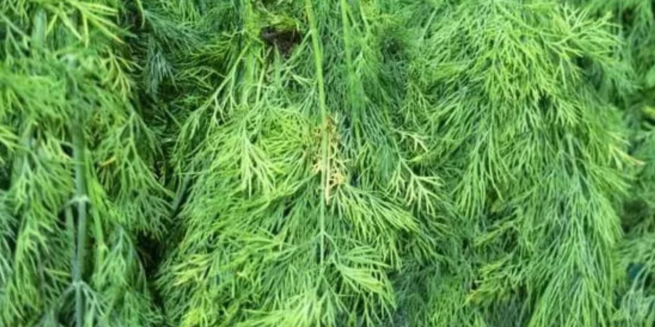 Kilo verdirip yüksek tansiyonu dibe çekiyor… Tiroid nodüllerini bir bardakla küçültüyor!