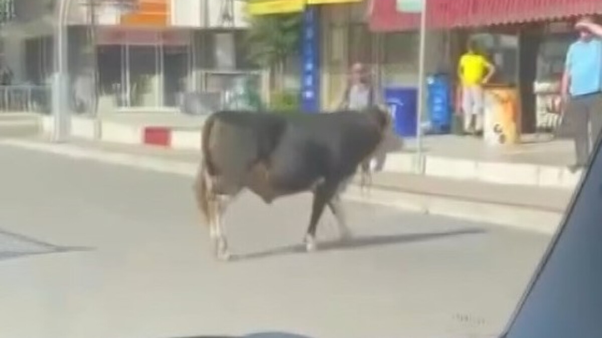 Kocaeli’de sahibinden kaçan dana otoyolu birbirine kattı