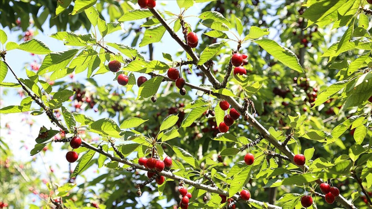 Malatya’da dalbastı kirazını toplama zamanı