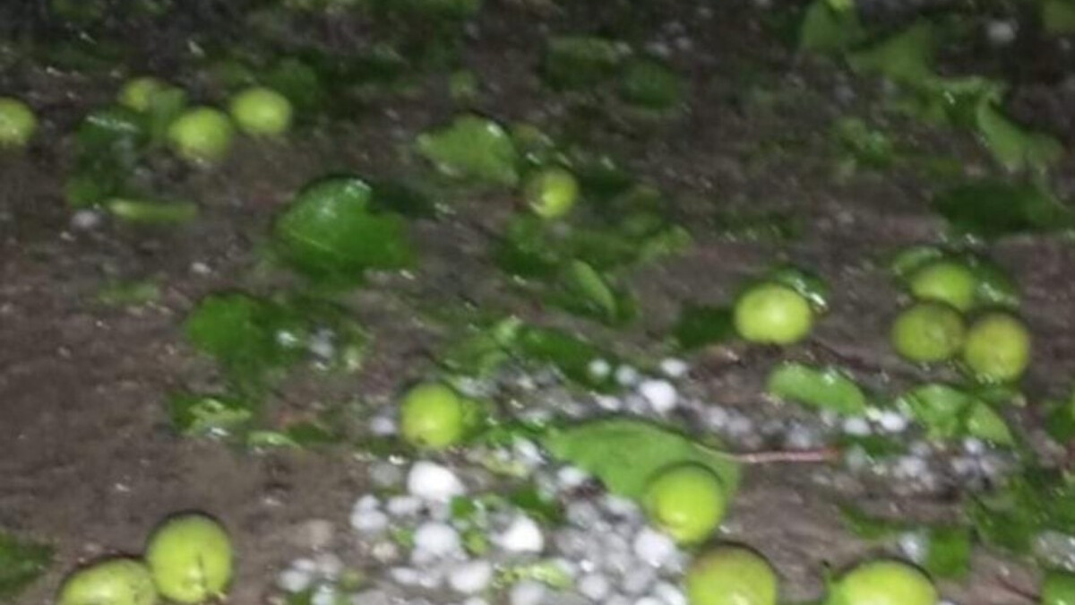 Malatya’yı dolu vurdu! Kayısı bahçeleri zarar gördü