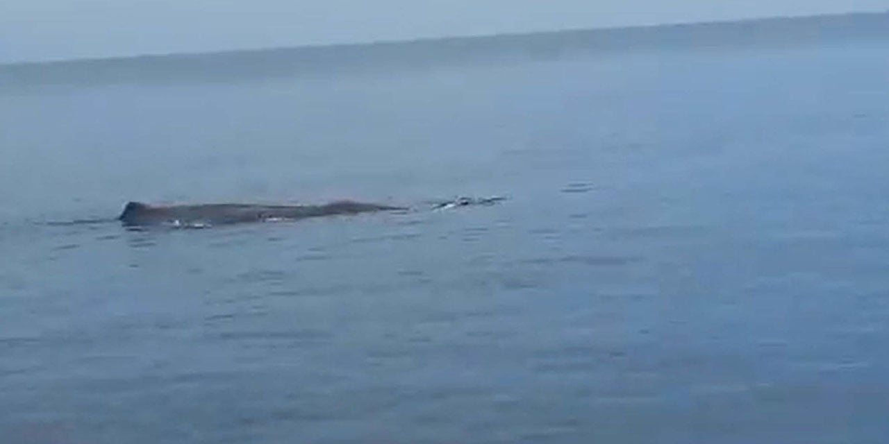 Marmaris’te Balina Heyecanı