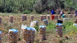 Muğla’da turfanda patates hasadı sona erdi