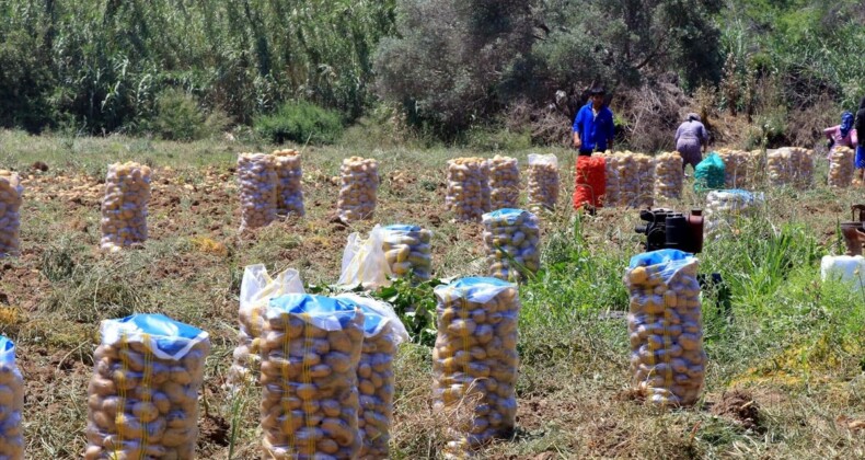 Muğla’da turfanda patates hasadı sona erdi