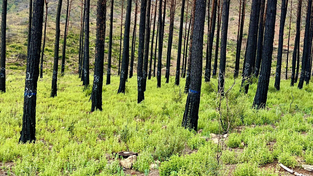 Muğla’da yanan ormanlarda yeni teknik uygulandı: Sonuç yeşillik
