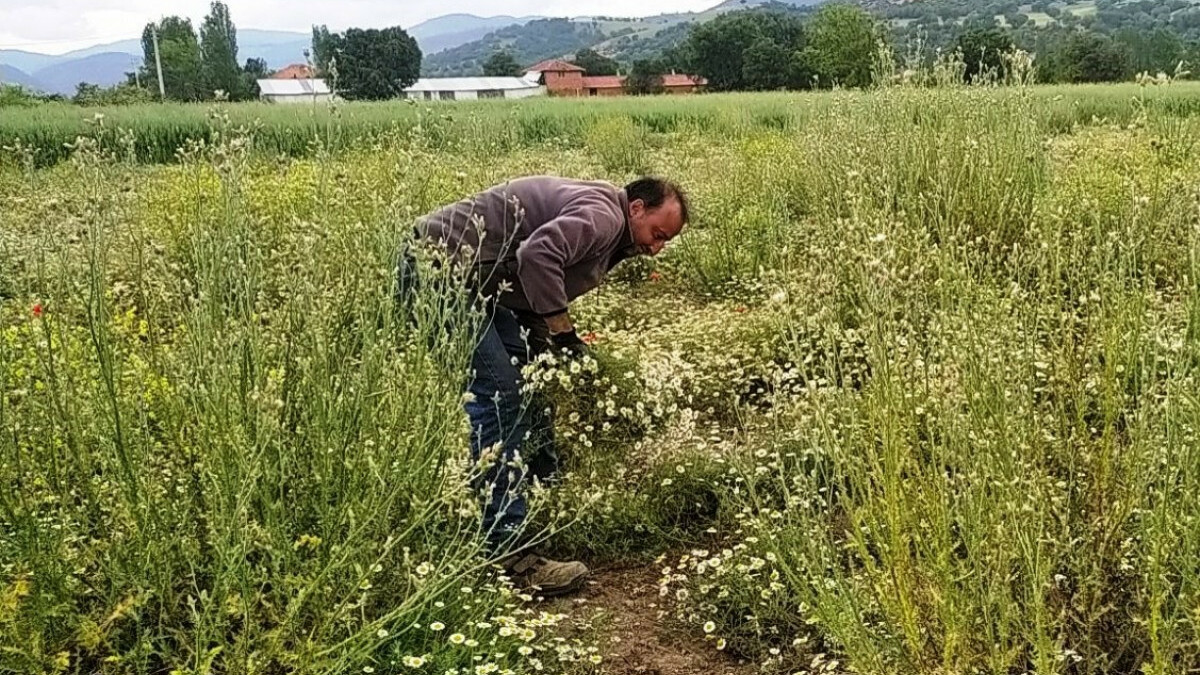 Papatya Kütahya’nın Hisarcık ilçesinde köylülerin geçim kaynağı oldu
